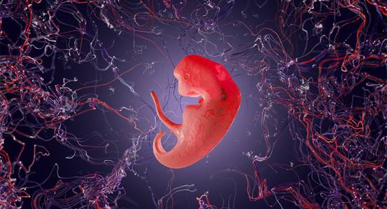 Illustration of human embryo (Image: Adobe)