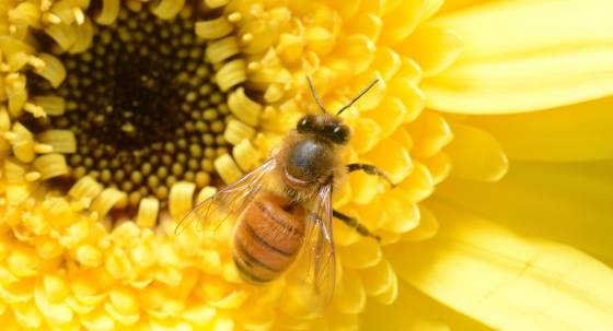 A honey bee (Image: AAP/Dave Hunt)