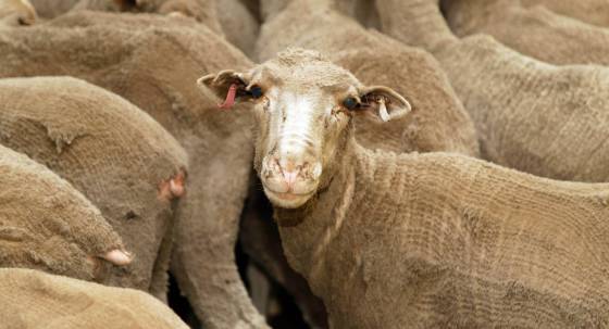 Sheep are loaded on to a livestock vessel destined for the Middle East (Image: AAP/Trevor Collens)