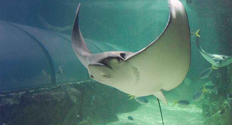 A publicity picture of a stingray on the Melbourne Sea Life website (Image: Melbourne Sea Life)